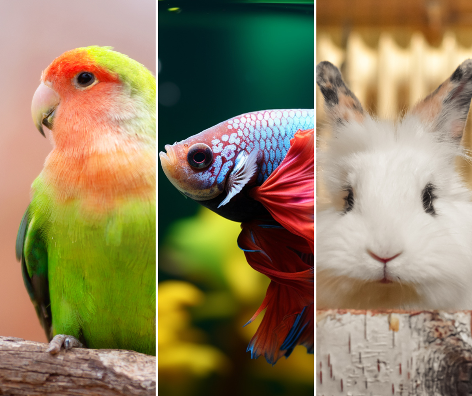CORSO PER PROPRIETARI DI ANIMALI ESOTICI